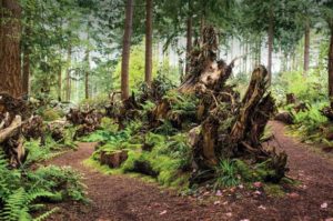 0614stumpery