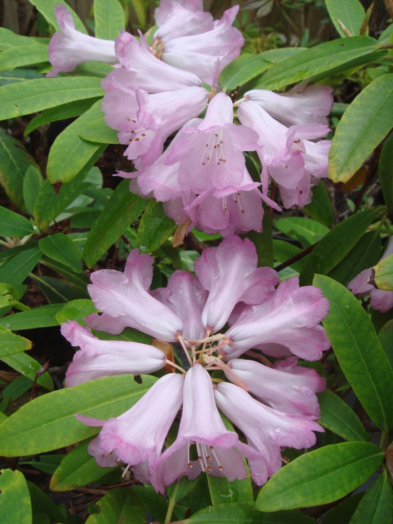 R. anthosphaerum 77-736