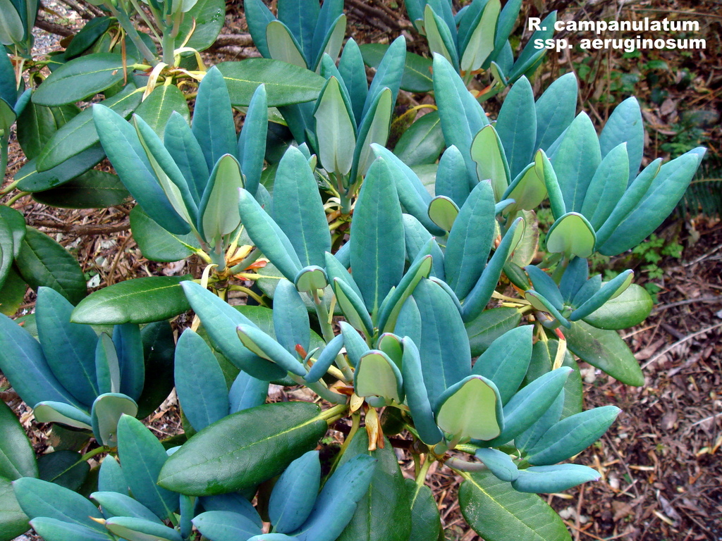 Rhododendron campanulatum ssp. aeruginosum 1976/200
