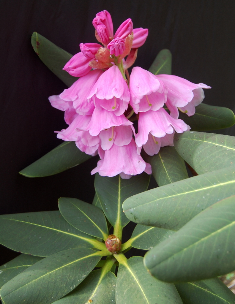 Rhododendron platypodum CGG#14005 156sd2010