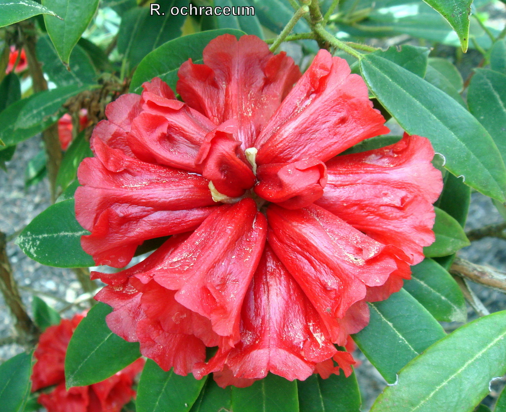 Rhododendron ochraceum RSBG