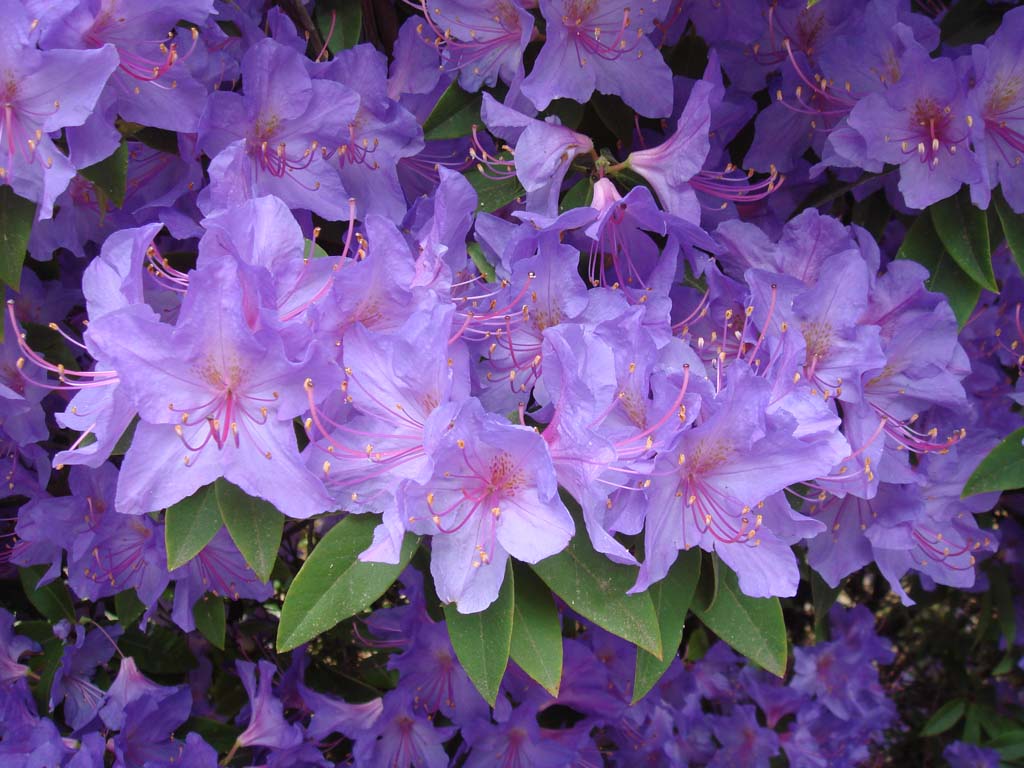 Rhododendron augustinii ssp. augustinii 1977/789