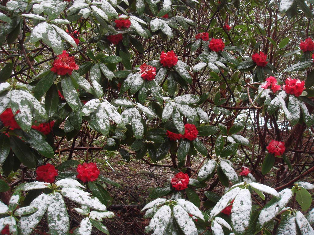 Rhododendron barbatum SEH#526 512sd1997