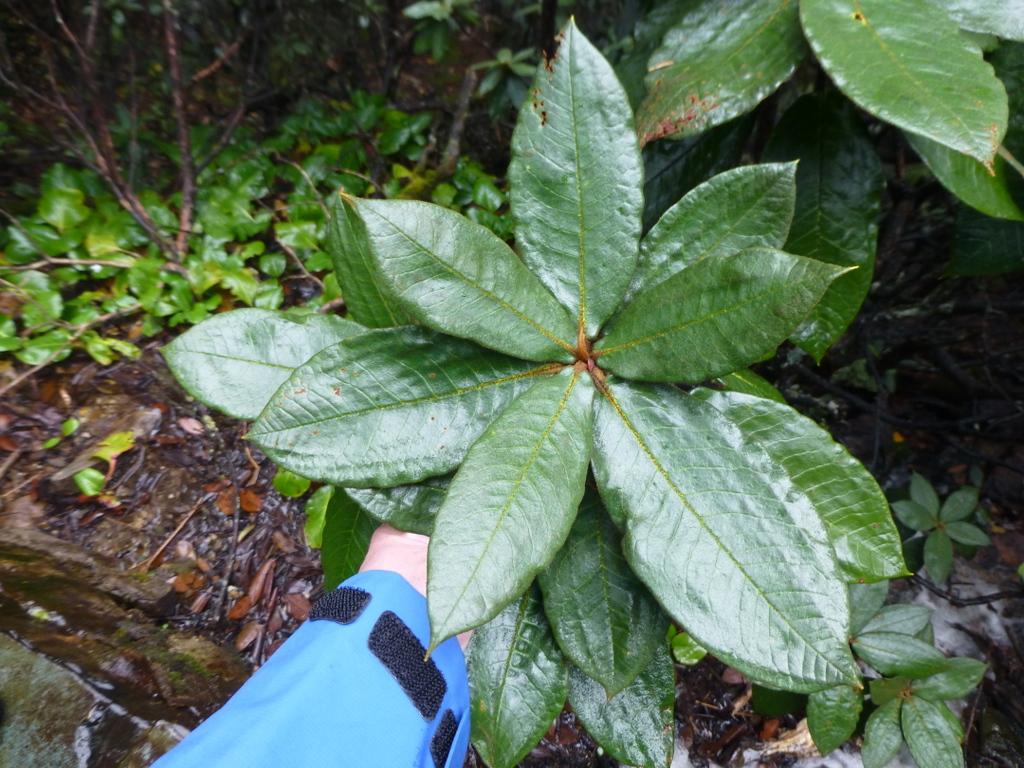 Rhododendron bureavioides affinity (or species nova?) JN# 115sd2009