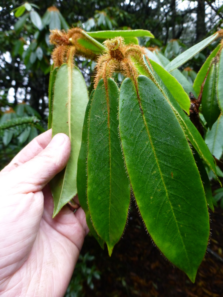 Rhododendron pachytrichum JN# 119sd2009