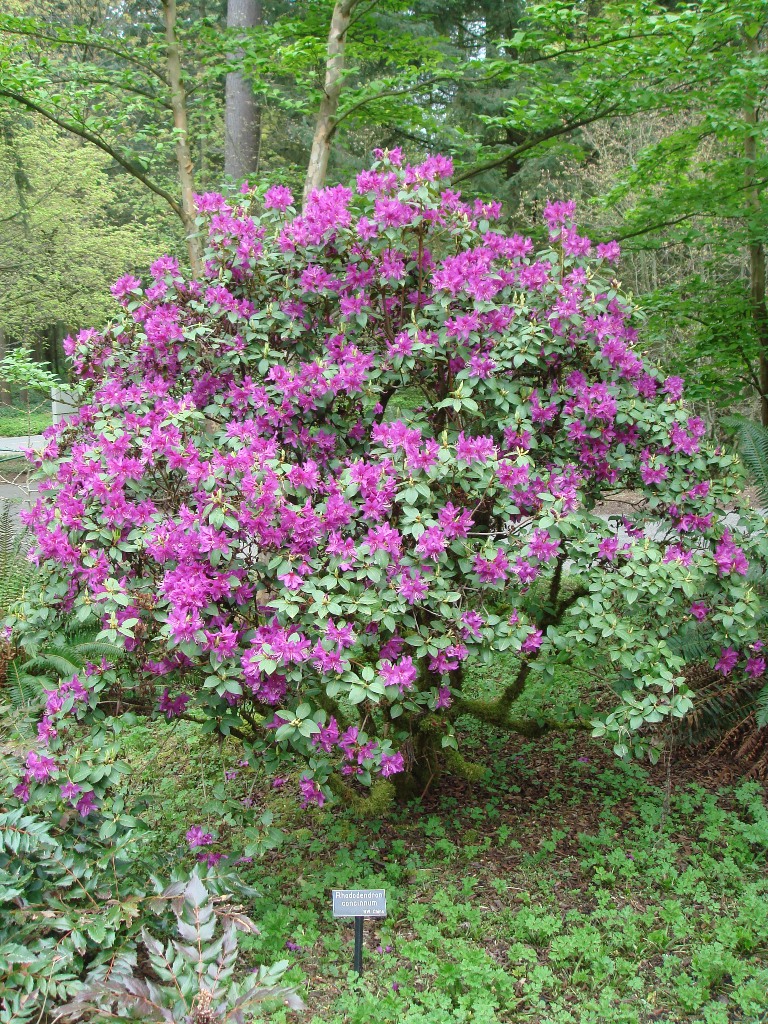 Rhododendron concinnum H2MD#030 153sd2015
