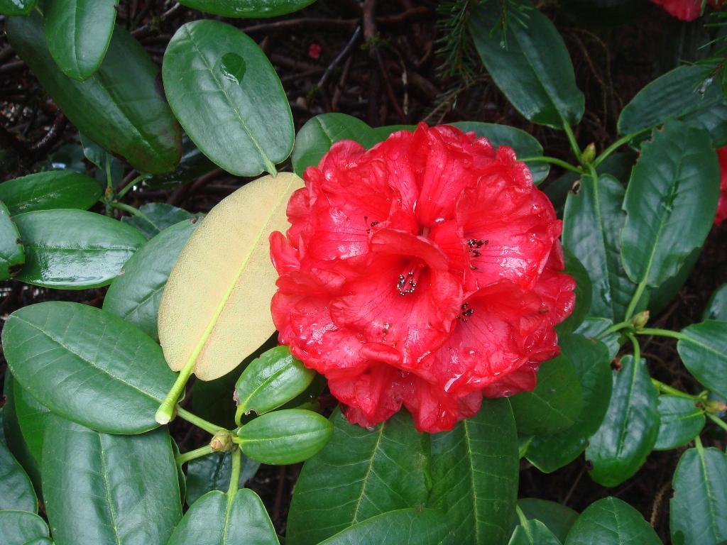 Rhododendron fulgens KCSH#0372 569sd2003