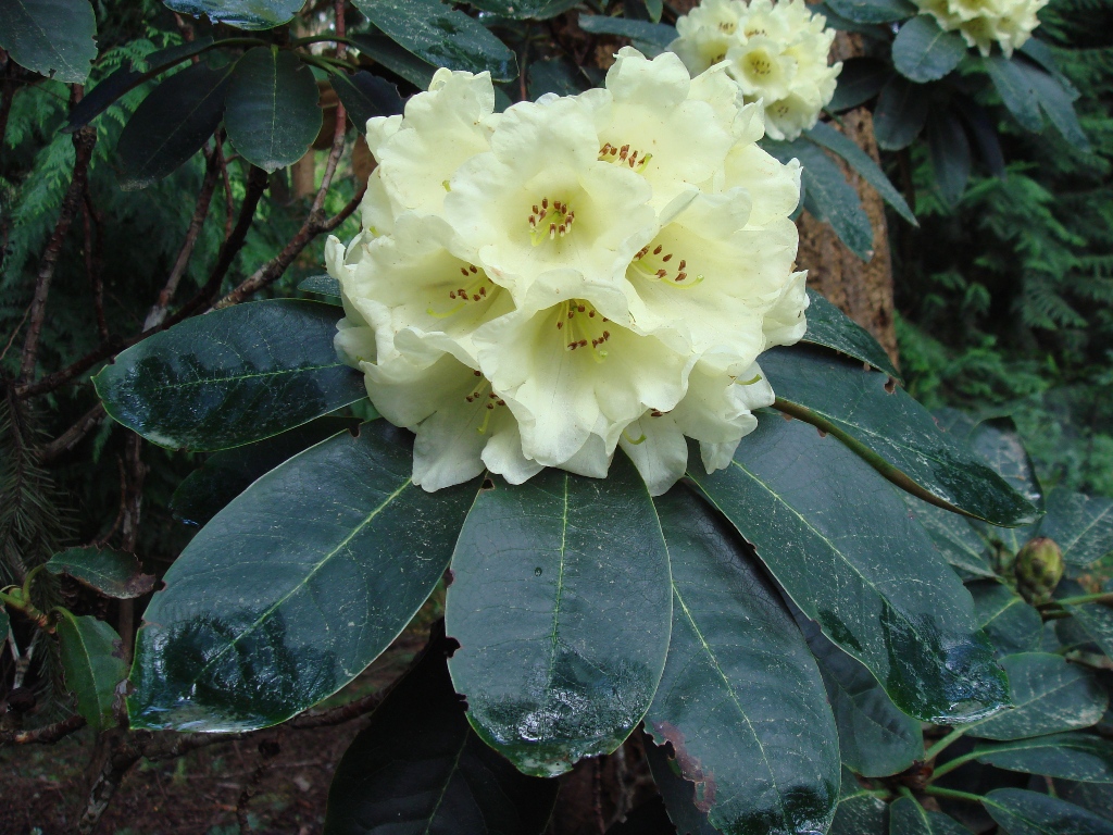 Rhododendron lacteum 135sd2016