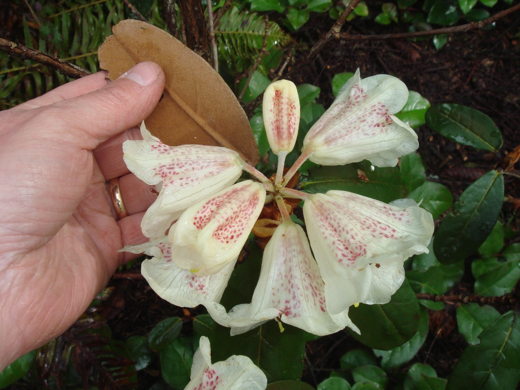 Rhododendron lanatum 139sd2009