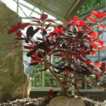 R. 'Ever Red'