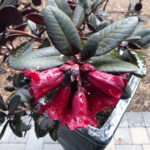 R. 'Ever Red'
