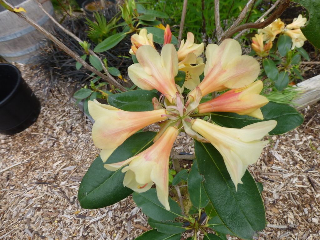 Rhododendron 'Sirius'