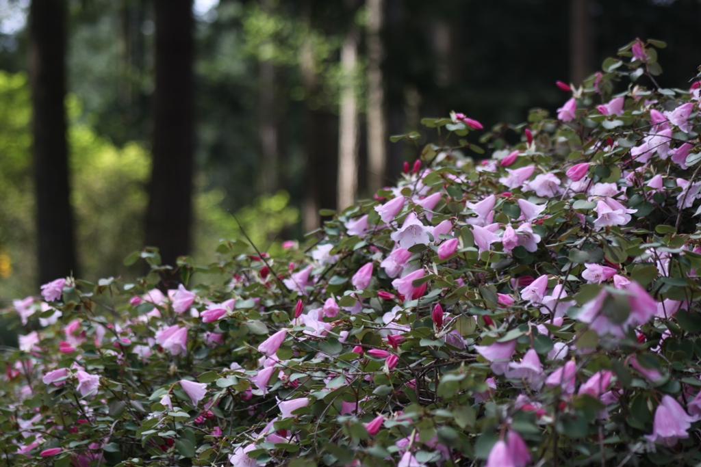 Rhododendron luteiflorum 1999/355