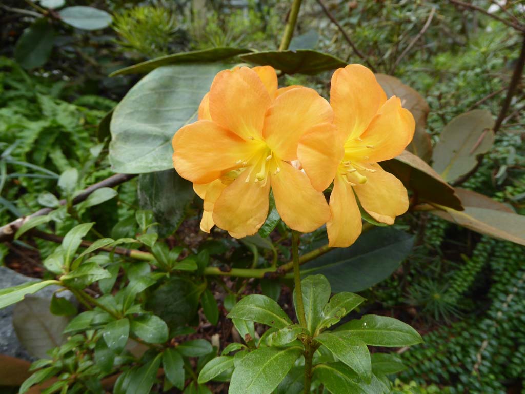 Rhododendron acrophilum 2002/018