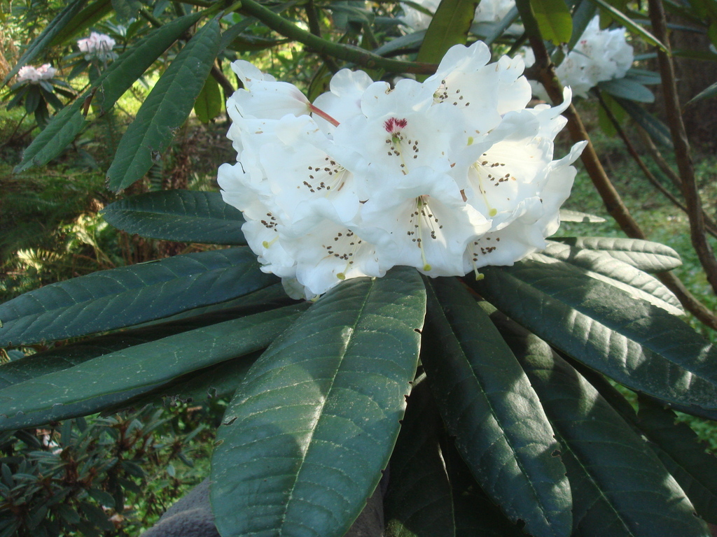 Rhododendron asterochnoum SEH#093 432sd1996