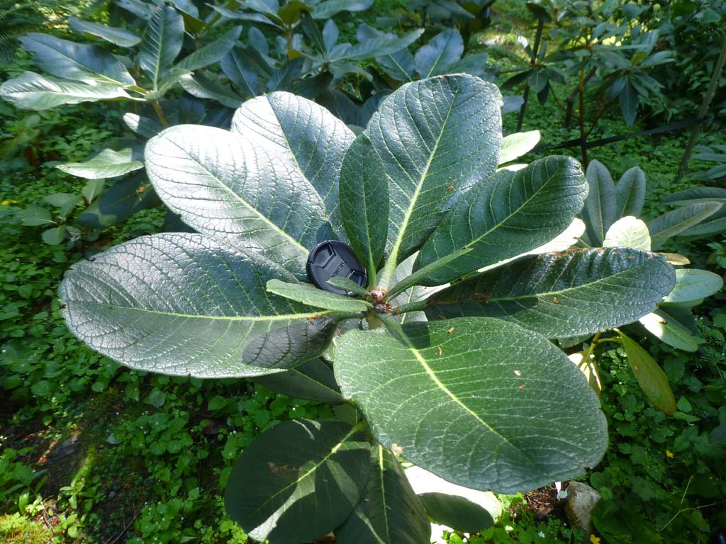 Rhododendron basilicum SEH#25020 350d2005
