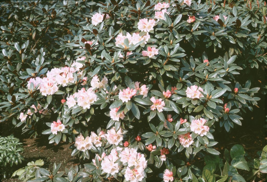 Rhododendron bureavii 1980/030