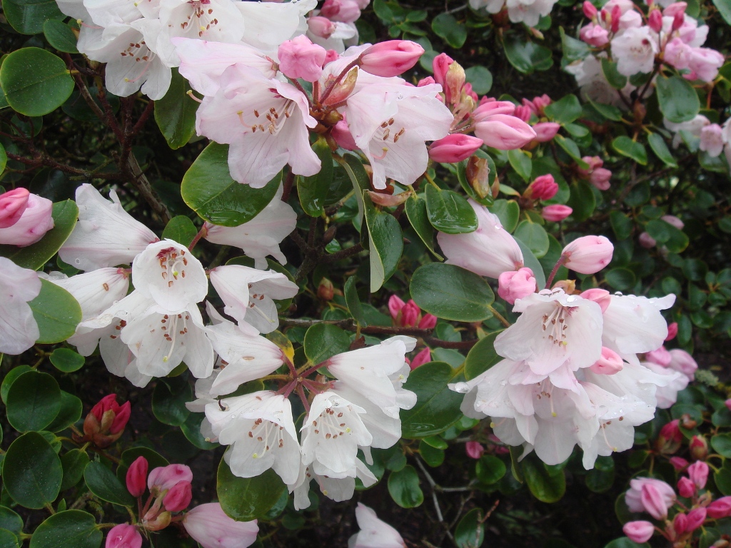 Rhododendron callimorphum RSBG