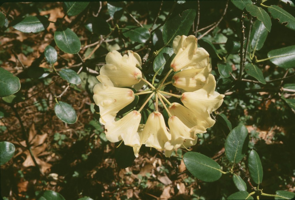 Rhododendron campylocarpum ssp. campylocarpum KCSH#0363 560sd2003