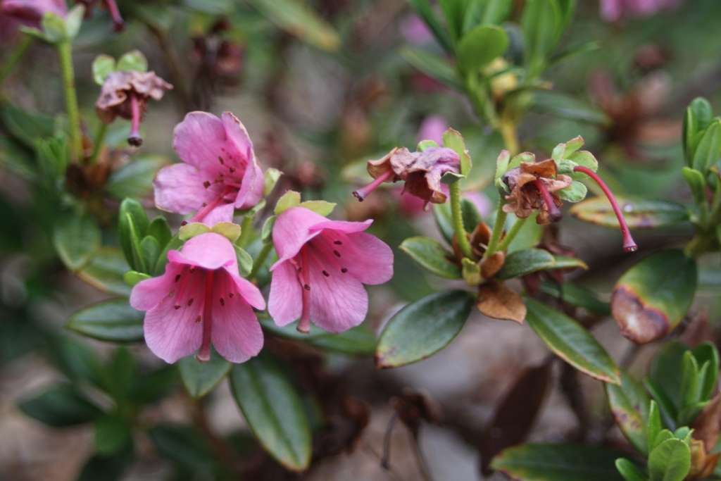 Rhododendron campylogynum (Charopoeum Group) 1974/062