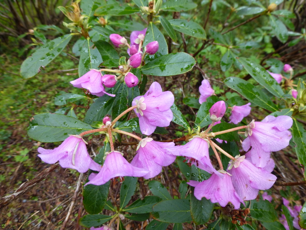 Rhododendron calostrotum ssp. keleticum 2005/197