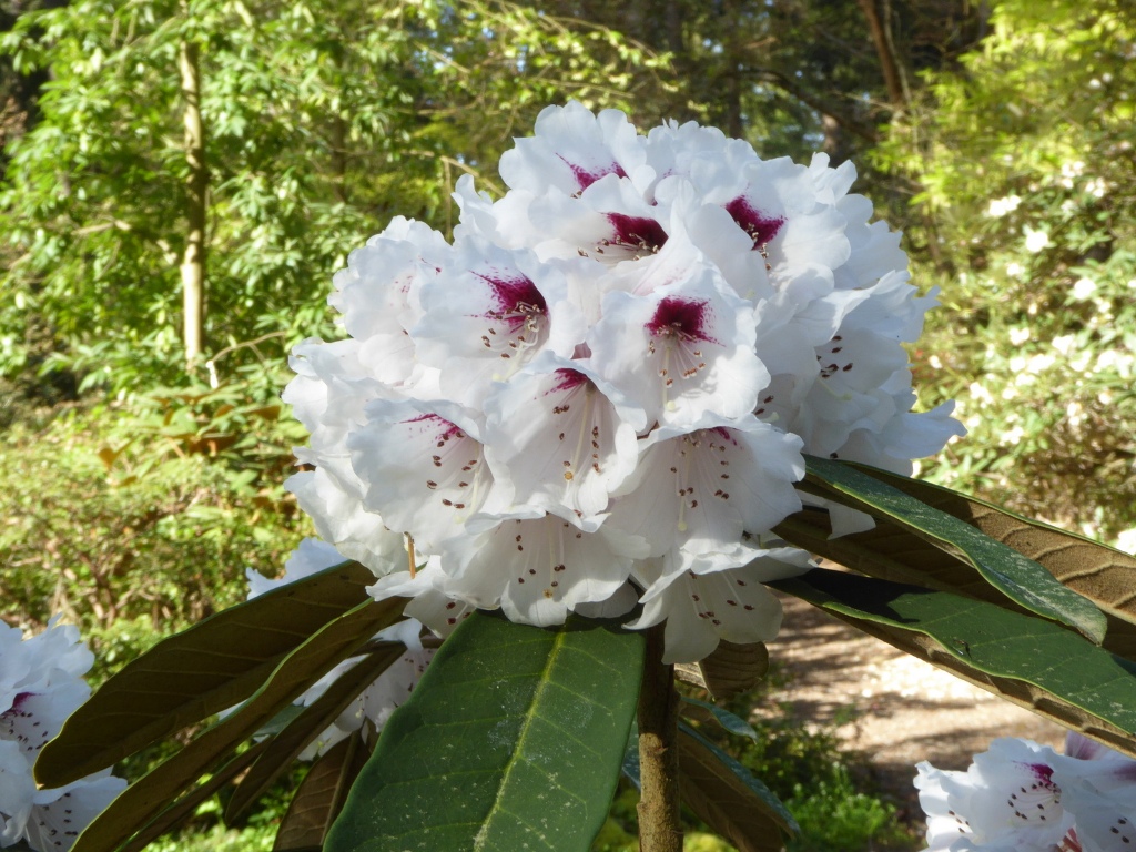 Rhododendron coriaceum JN#12175 128sd2013