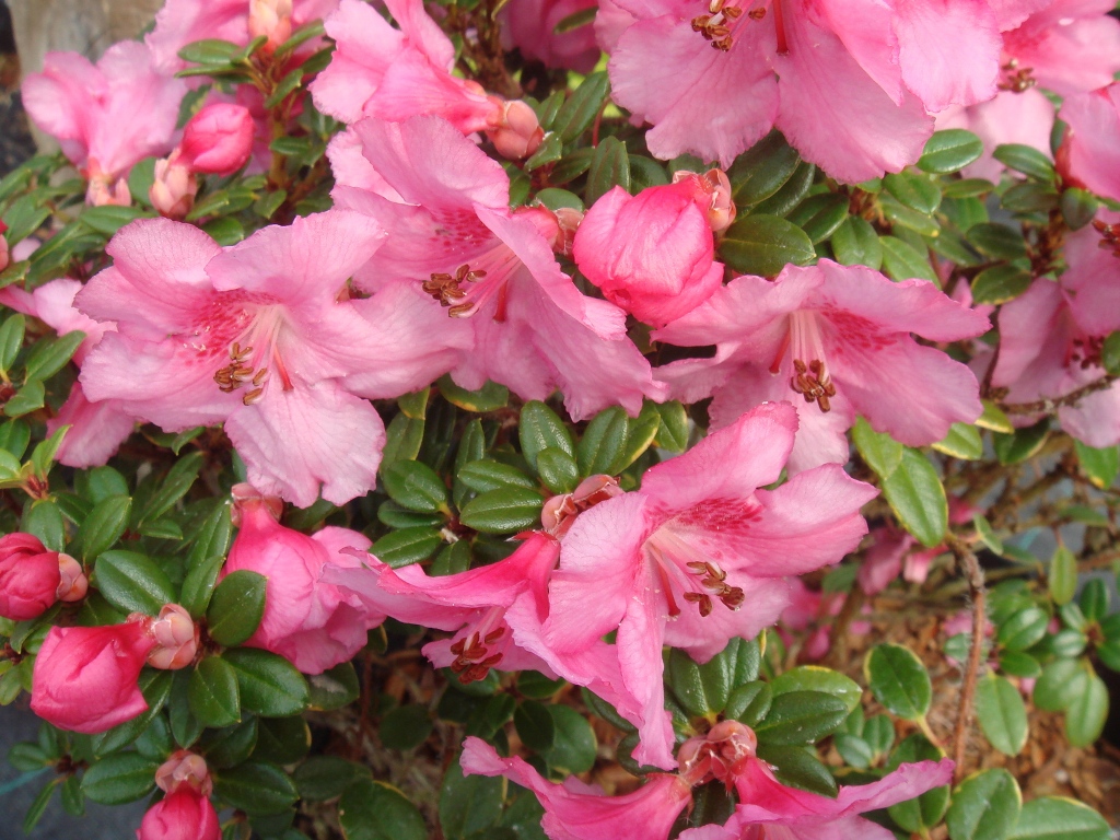 Rhododendron dendrocharis CC&H#4012 1994/397