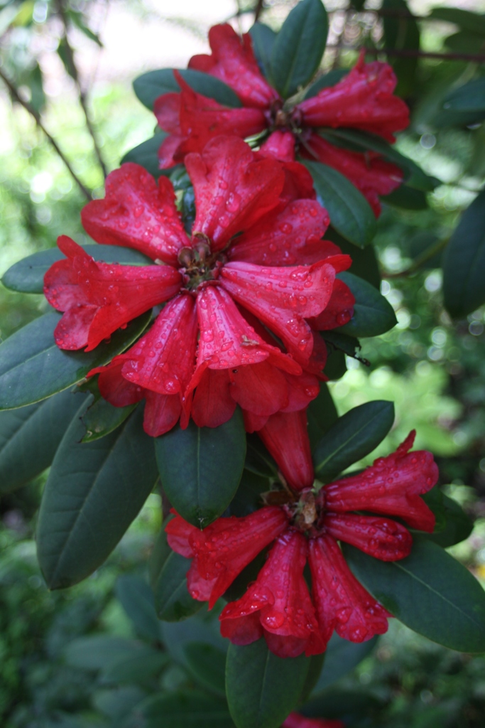 Rhododendron elliottii RSBG