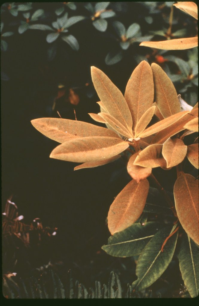 Rhododendron facetum JN#11055 233sd2012