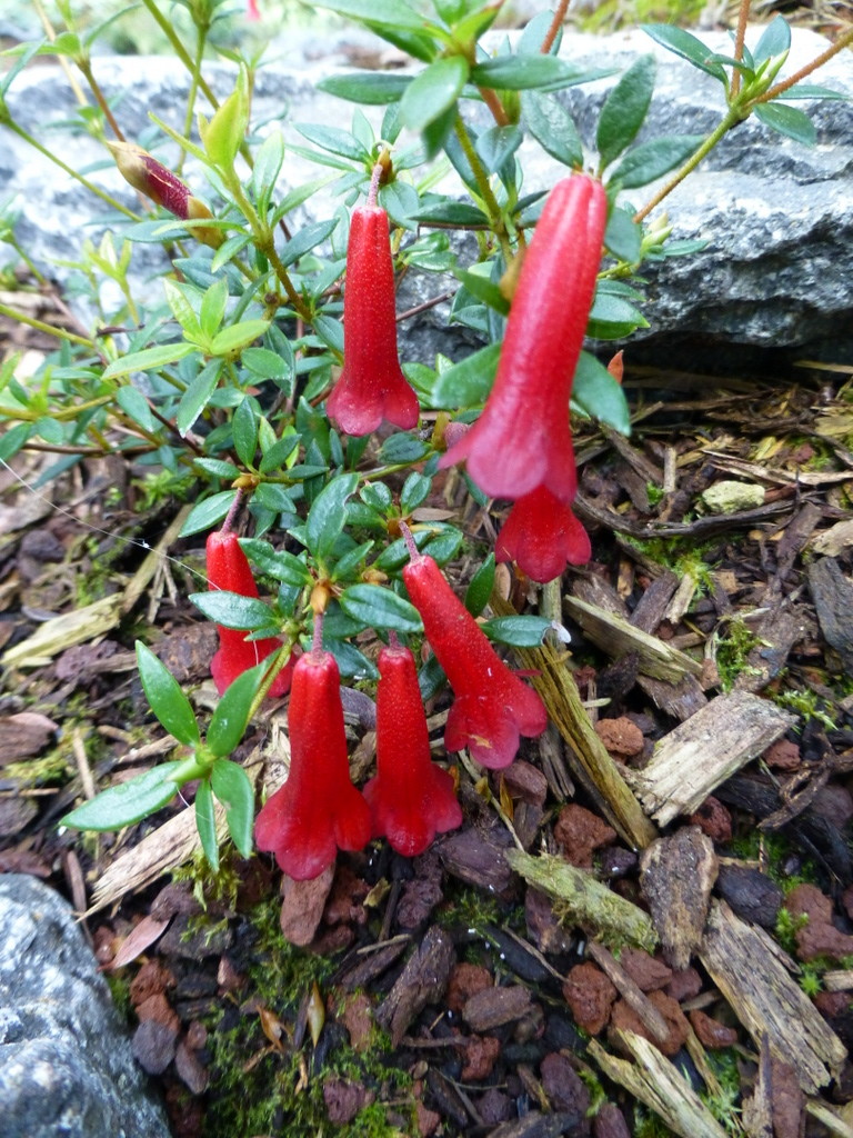 Rhododendron griffithianum 195sd2016