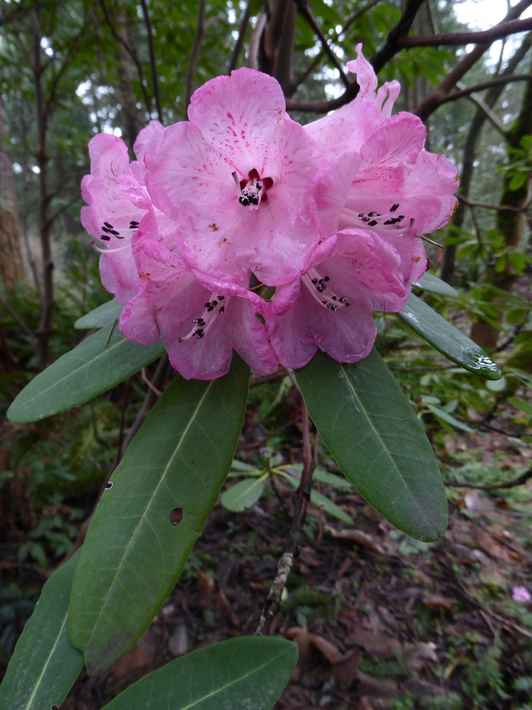 Rhododendron hylaeum 148sd2013