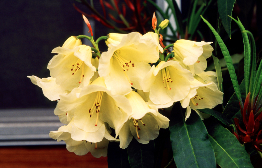 Rhododendron irroratum ssp. yiliangense (formerly Ningyuenense Group) SEH#143 481sd1996