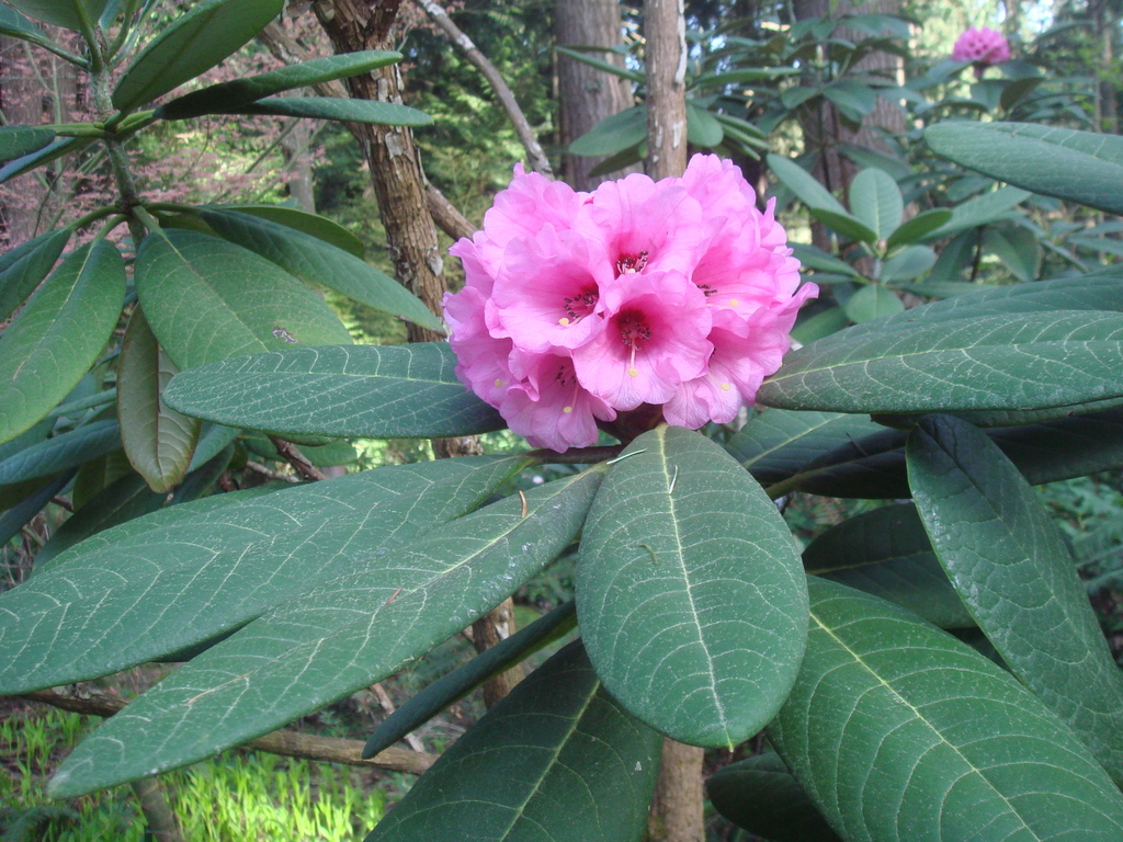 Rhododendron kesangiae var. album GR#0855 185sd2008