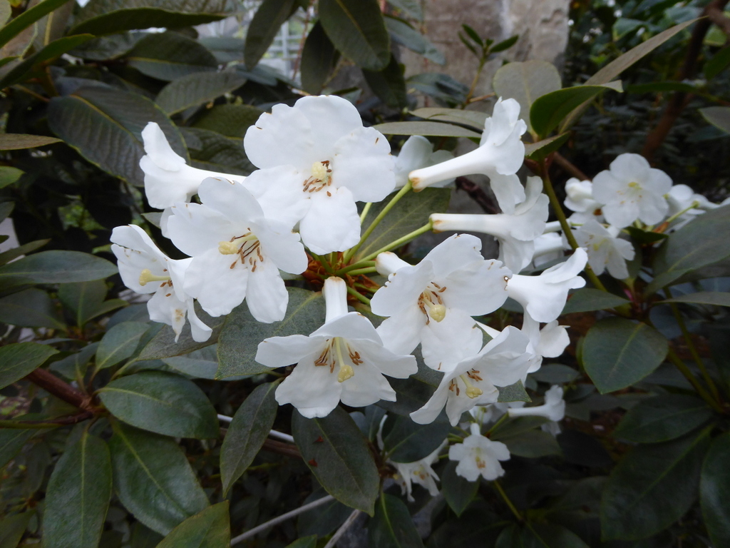 Rhododendron maoerense RSBG