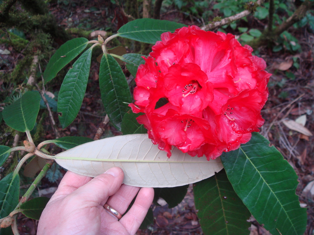 Rhododendron lanigerum RSBG