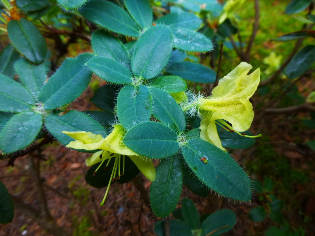 Rhododendron lepidostylum 1976/382