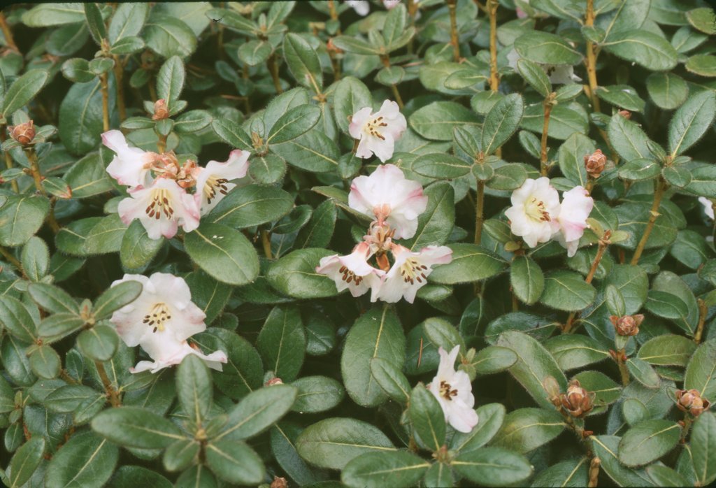 Rhododendron leucaspis APA#042A 379sd2005