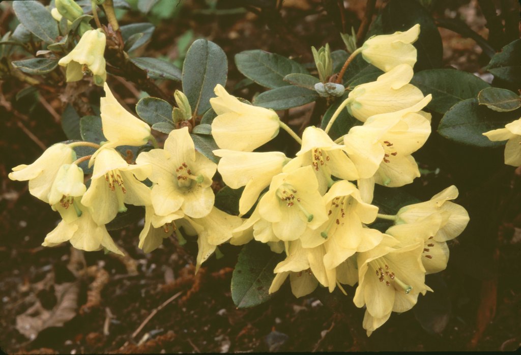 Rhododendron luteiflorum RSBG