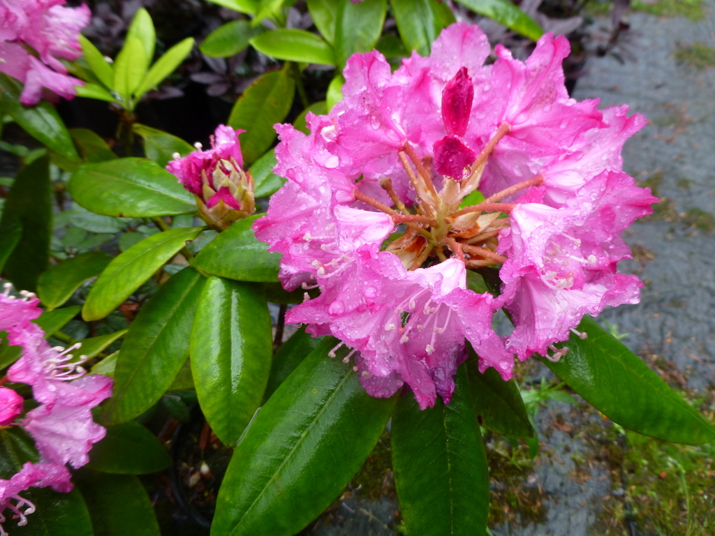 Rhododendron macrophyllum 161sd2014