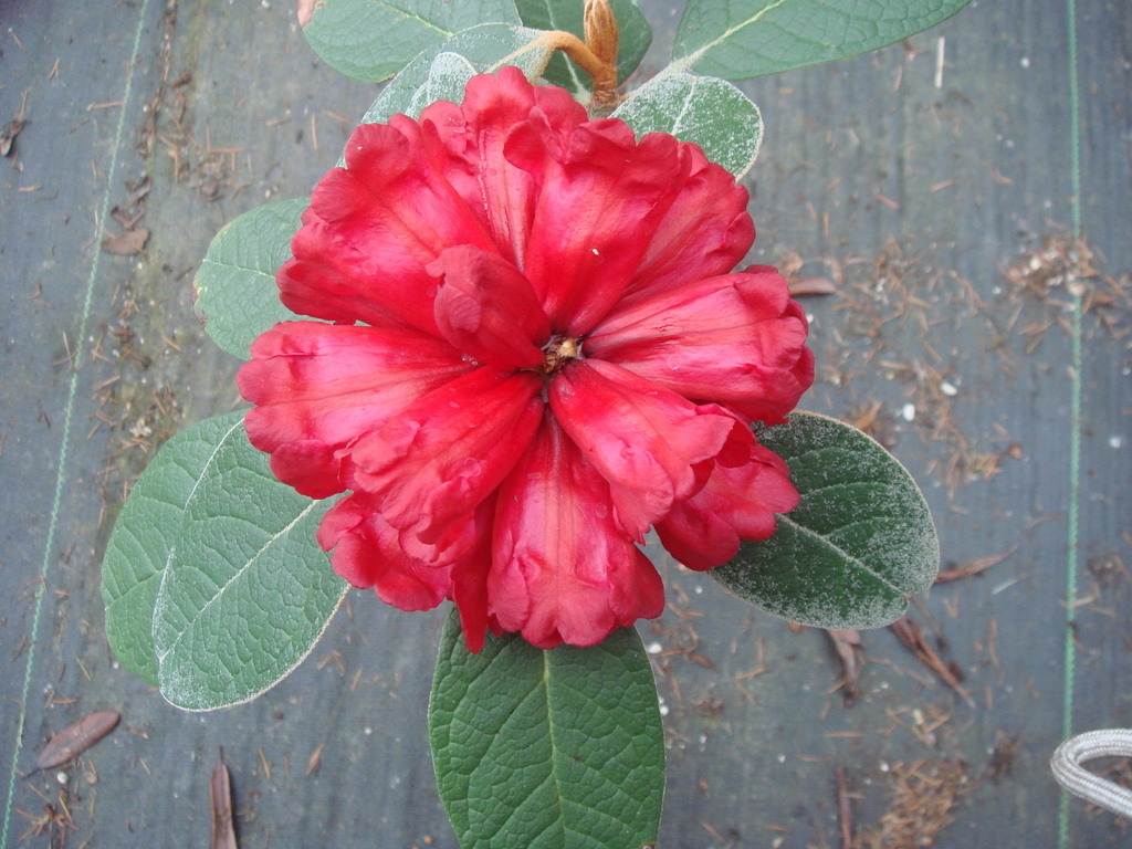 Rhododendron mallotum 345sd2011