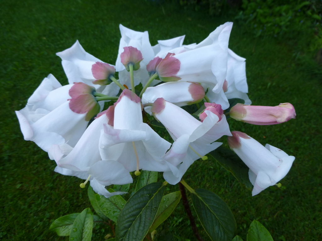 Rhododendron megacalyx DGEY#026 248sd2001