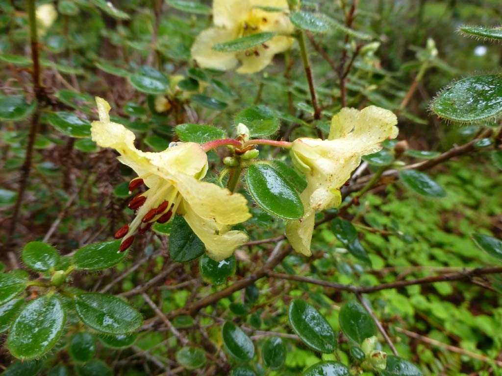 Rhododendron megeratum APE#254 2019/031
