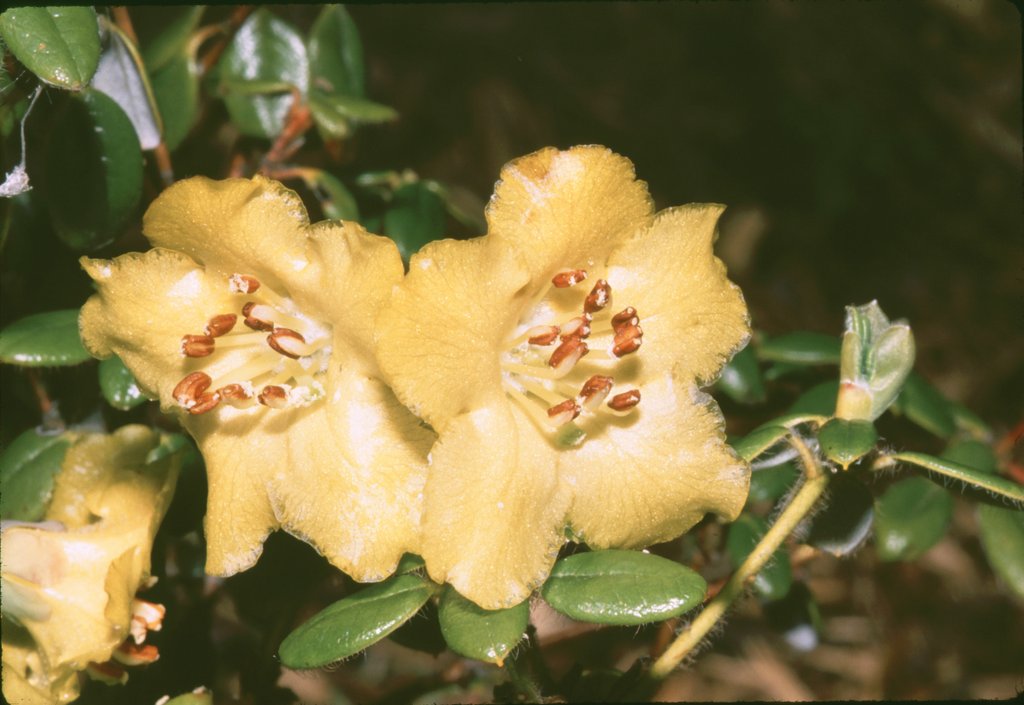 Rhododendron megeratum GR#0835 207sd2008