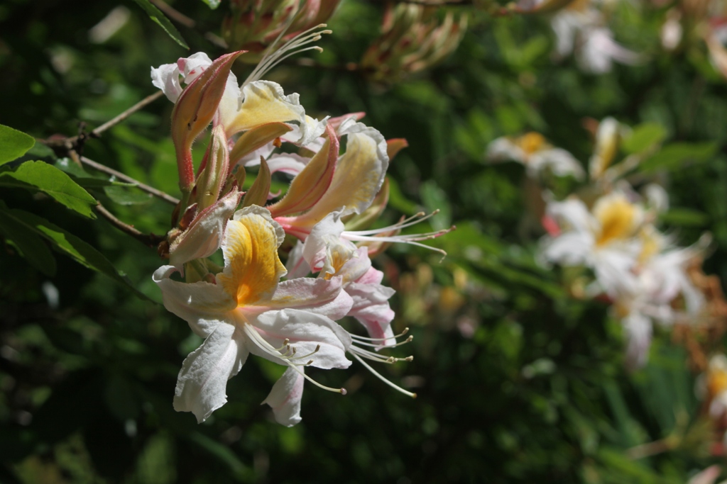 Rhododendron occidentale 246sd2008