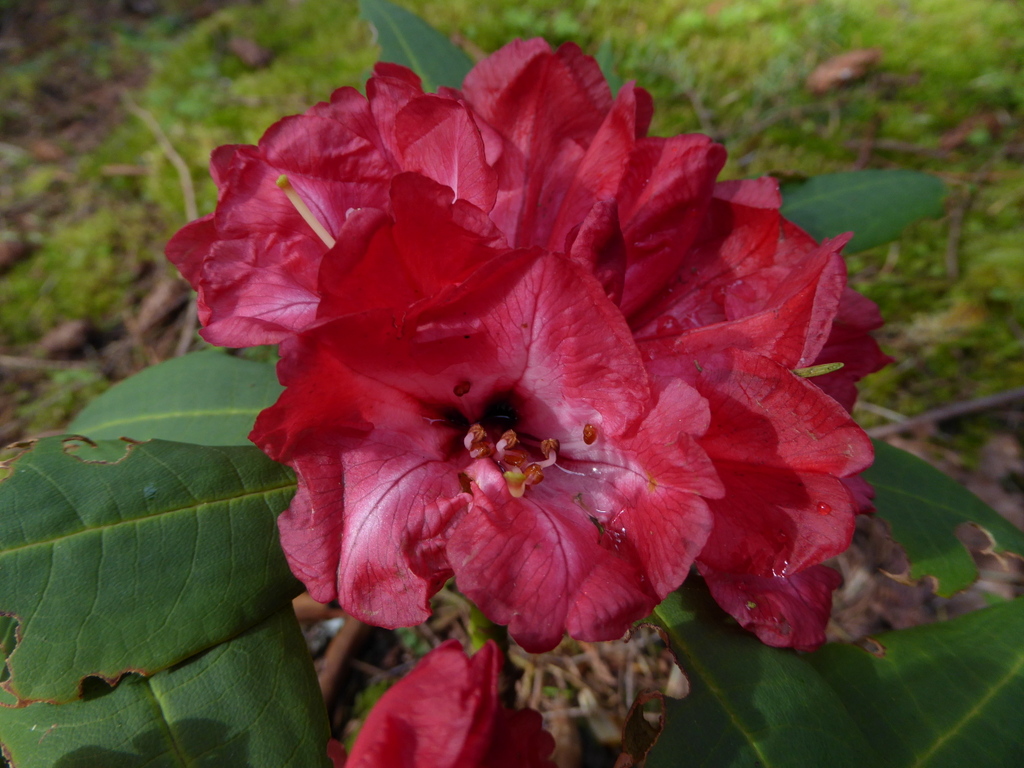 Rhododendron onii DJHMV#114 103sd2007