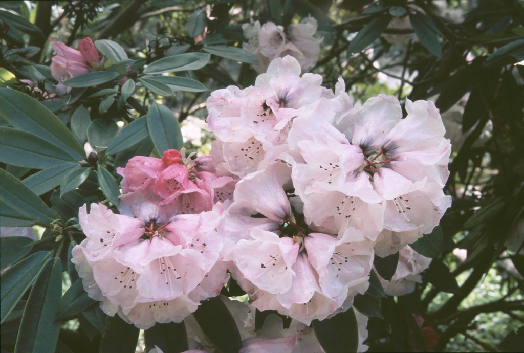 Rhododendron pachytrichum CDHM#14556 289sd2013