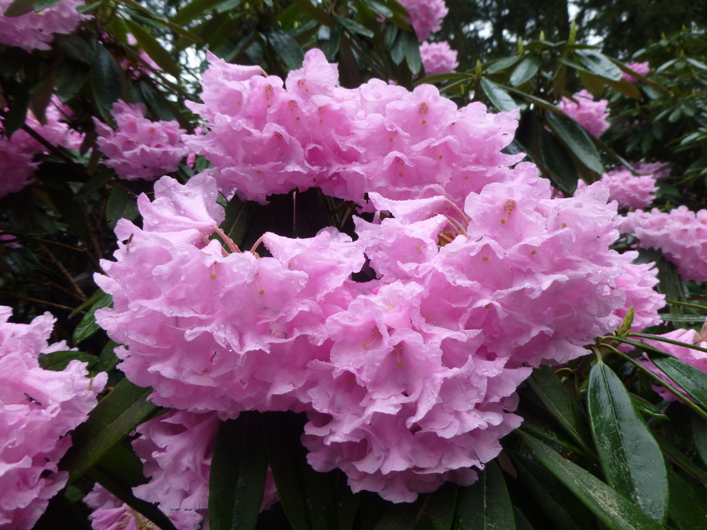 Rhododendron pingianum RSBG