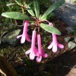 R. praetervisum