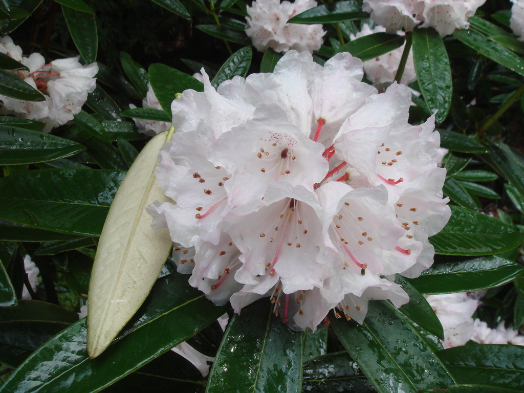 Rhododendron principis LS&E#15797 2013/167