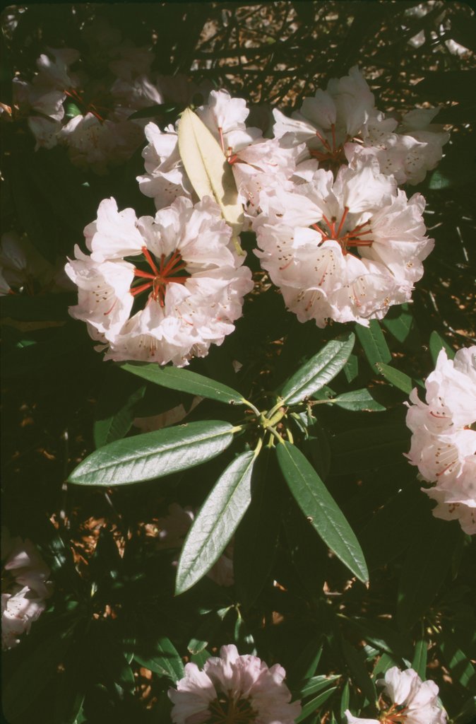 Rhododendron principis RR#037 210sd2003
